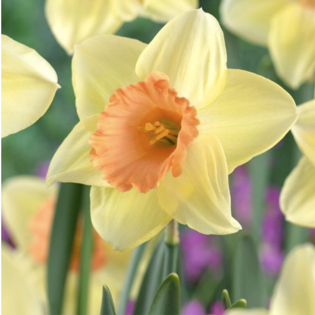 Daffodil Large Cupped 'Tickled Pinkeen'