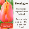 Dordogne Tulip Bulbs
