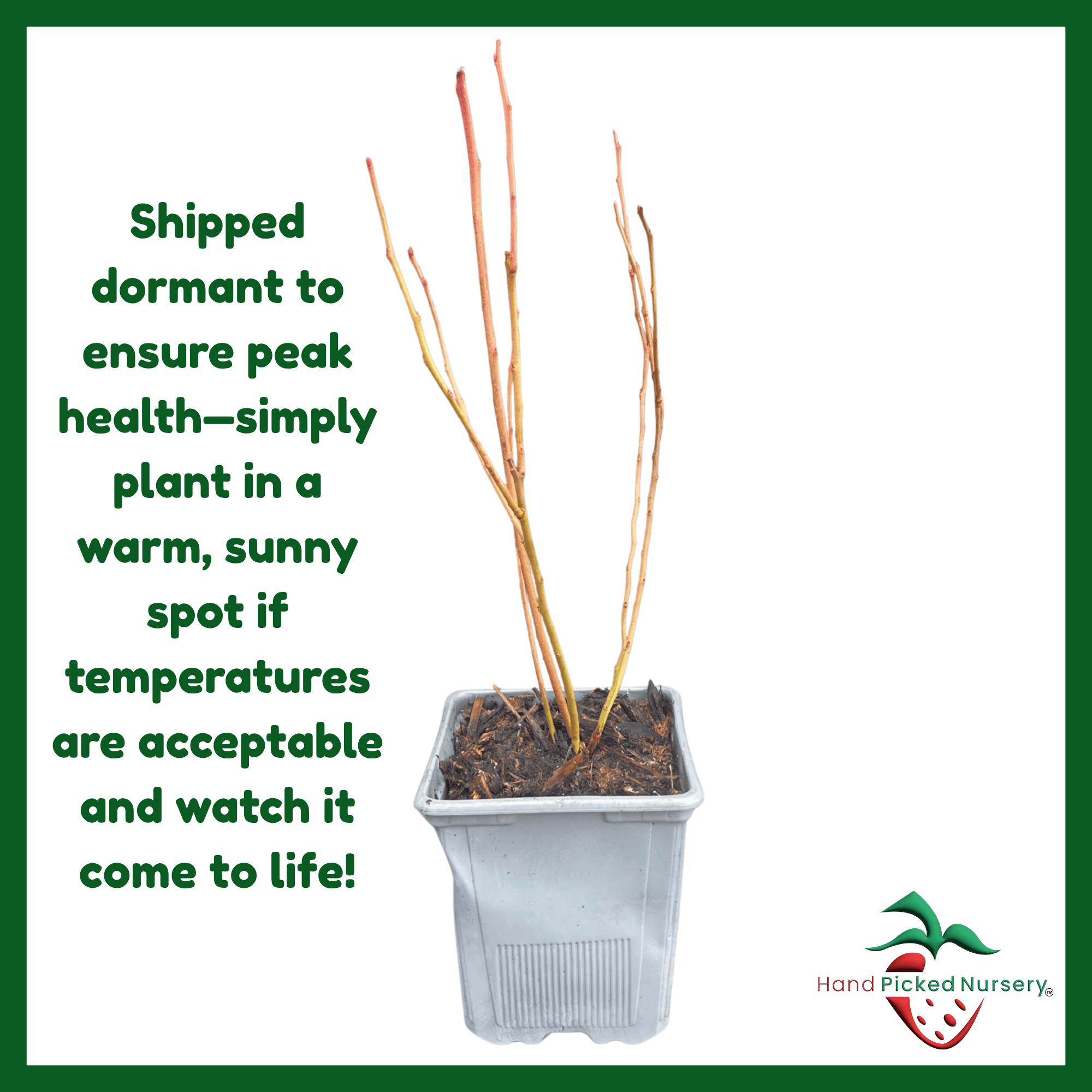 can potted blueberry plants survive winter Bluecrop Blueberry Plant (1 Liter Pot) | Northern Highbush Variety