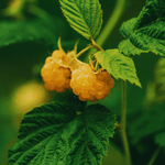double golden raspberry bareroot plant