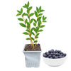 Duke Blueberry Plant (3-Year-Old Bare Root) | Early-Season, High-Yield Variety | Zones 4–7 | Hand Picked Nursery