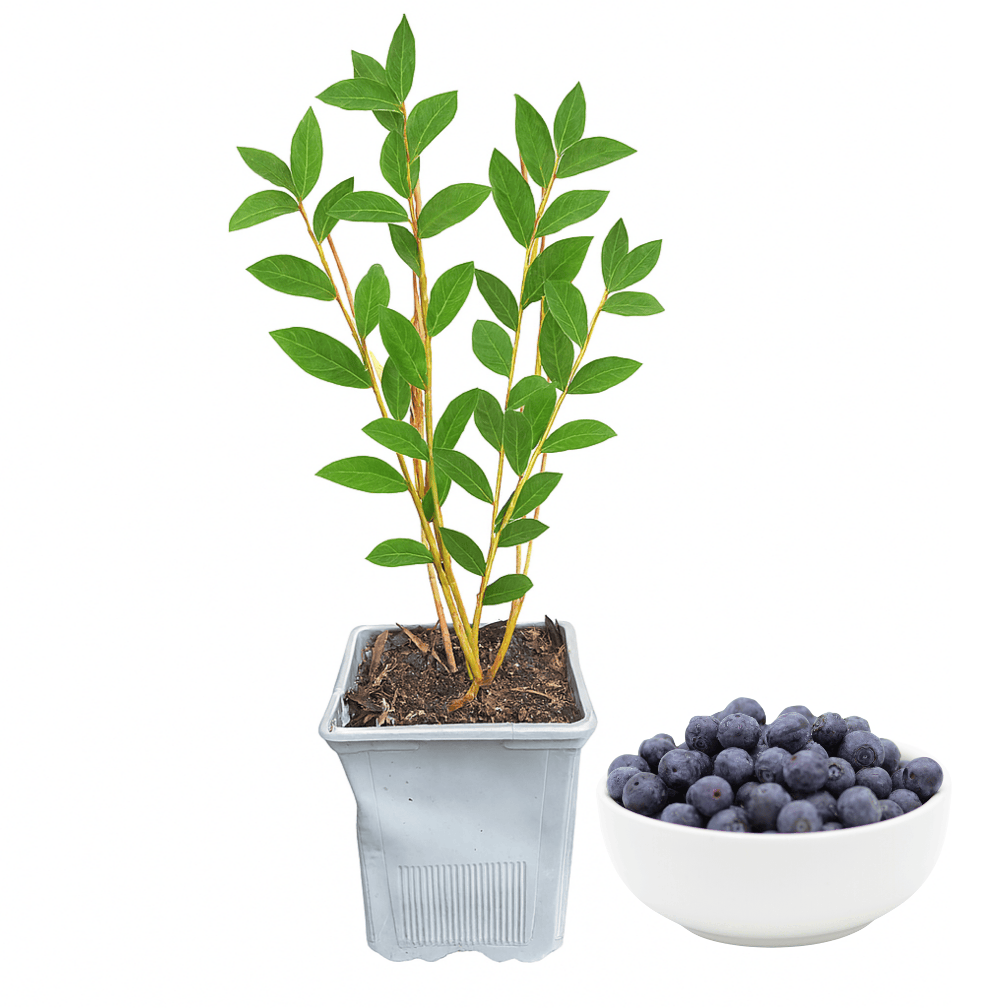 Duke Blueberry Plant (1 Liter Container) | Northern Highbush Variety