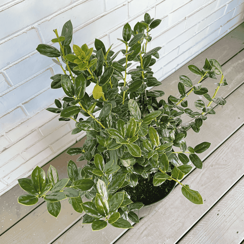 Dwarf Burford Holly Plant