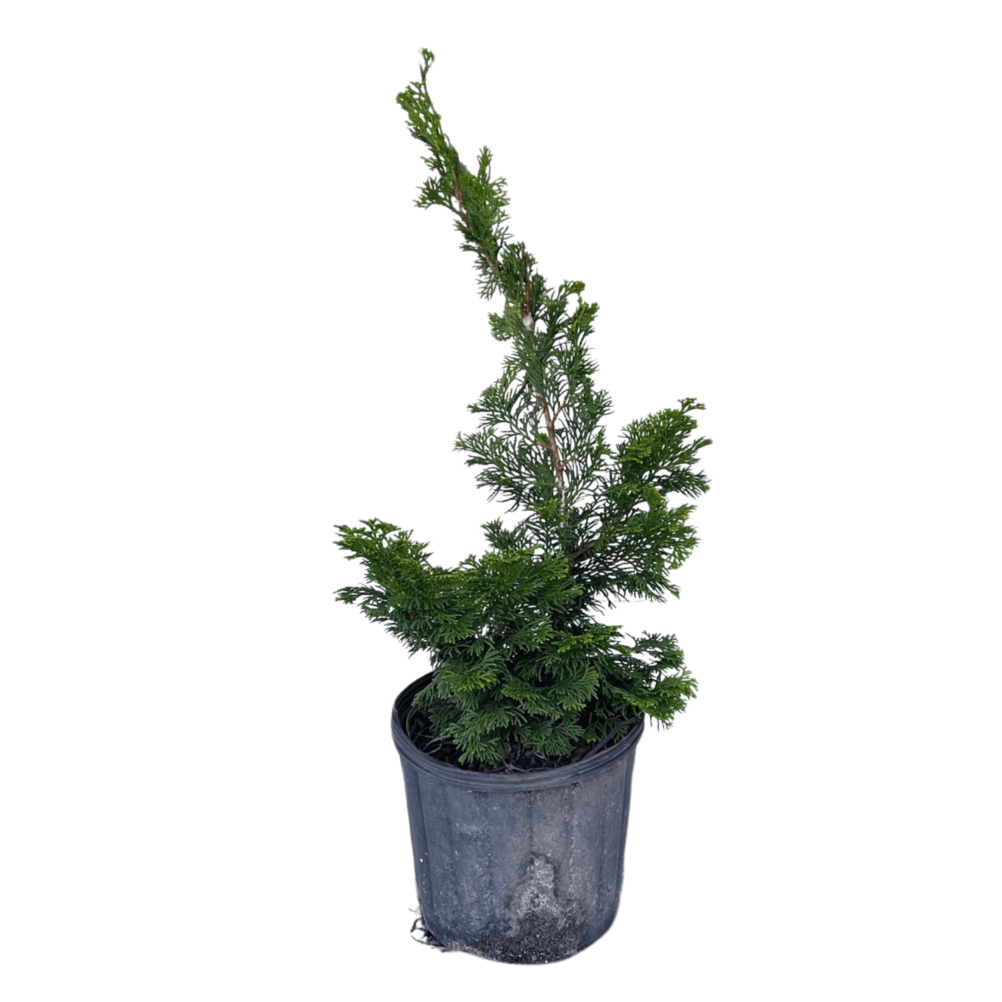 Dwarf Hinoki Falsecypress - Chamaecyparis Obtusa 'Nana Gracilis Dwarf Hinoki Falsecypress - Chamaecyparis Obtusa 'Nana Gracilis