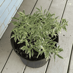 Dwarf Radicans Variegated Gardenia potted plant