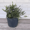 Dwarf Yaupon Holly - Goshiki False Holly Foliage - 1 Gallon Potted Plant - Live Plant from Hand Picked Nursery
