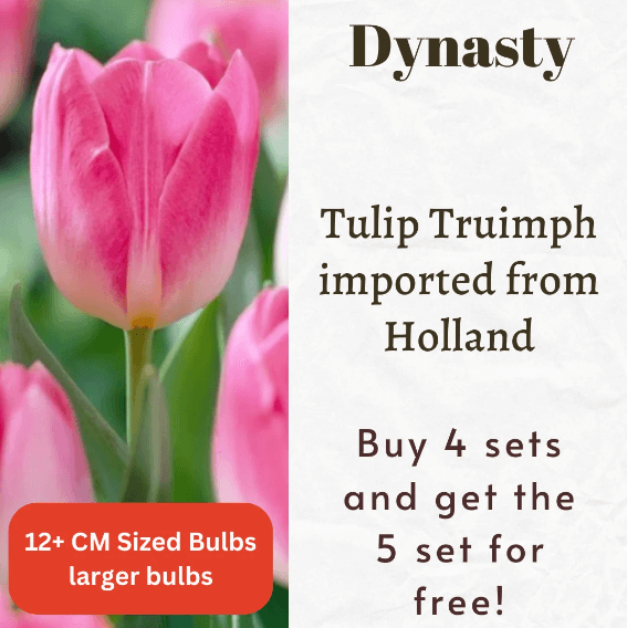 Dynasty Tulip Triumph Bulbs