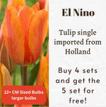 El Nino Tulip Bulbs