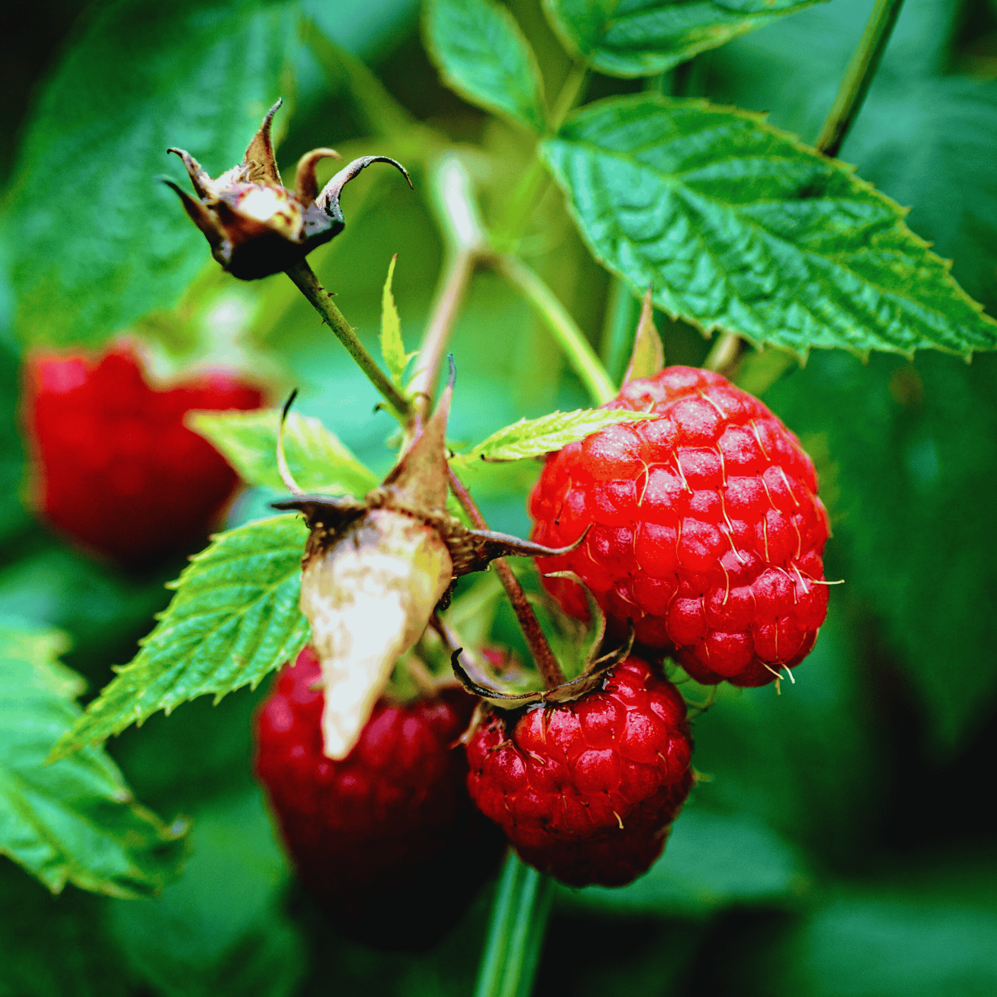 Encore Raspberry Plants – Bare Root Cane, 1-Year-Old – Late-Season Red ...