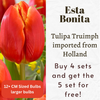 Esta Bonita Tulipa Triumph Bulbs