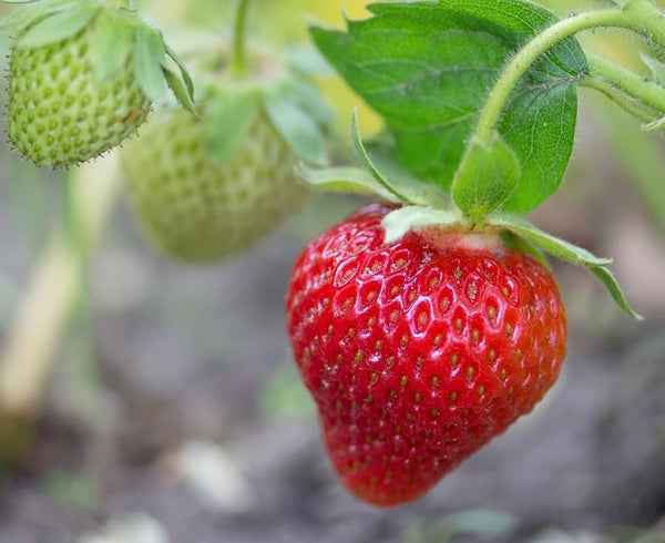 eversweet strawberry seeds Eversweet Everbearing Strawberry Plants | Bare Root Day-Neutral