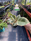 Ficus Tineke - "Variegated Rubber Plant"