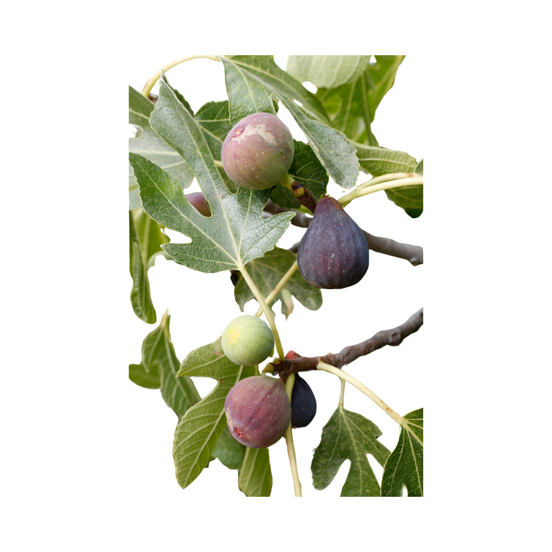 black mission fig