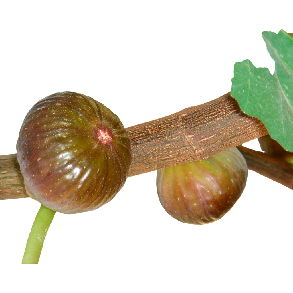 magnolia fig