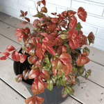 Firepower Nandina Plant