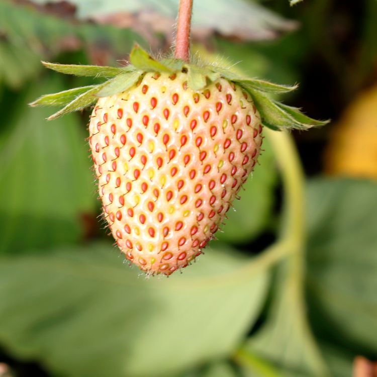 Flamingo Strawberry Plants