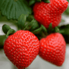 Flavorfest Strawberry plants
