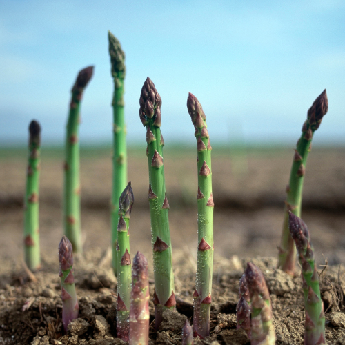 Asparagus Garden variety pack: Jersey Knight, Mary Washington, Purple Passion - 10 each