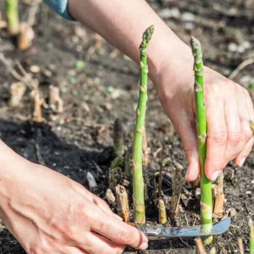 Asparagus Garden variety pack: Jersey Knight, Mary Washington, Purple Passion - 10 each