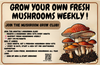 3 lbs. Oyster Mushroom Grow Kit – Grow Fresh, Gourmet Mushrooms at Home!