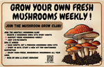 3 lbs. Oyster Mushroom Grow Kit – Grow Fresh, Gourmet Mushrooms at Home!