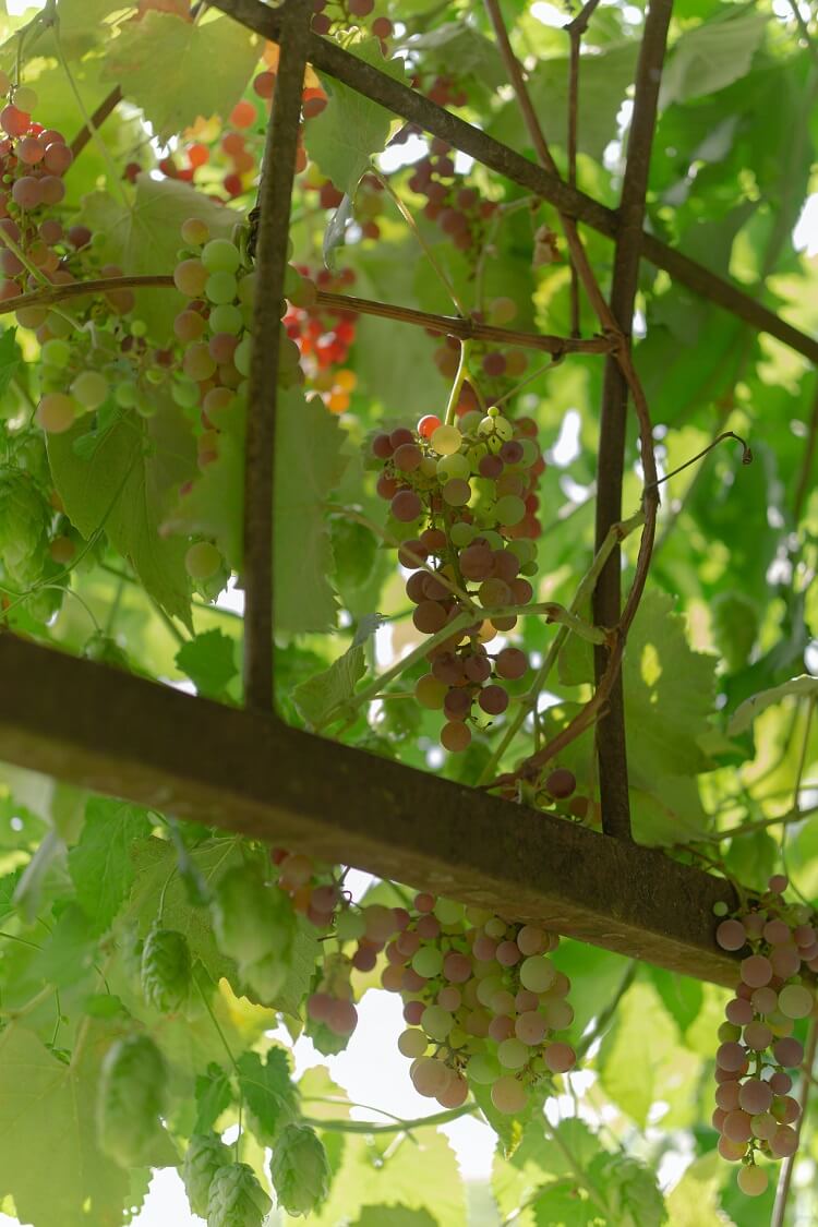 Gewurztraminer Grape Vine