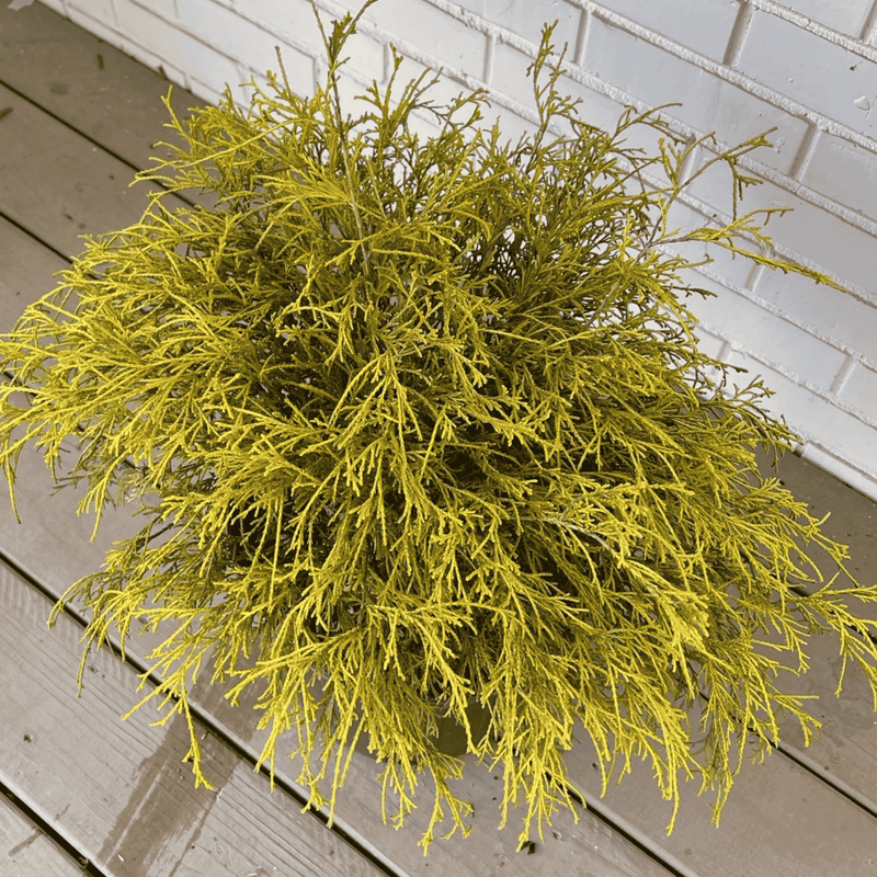 Gold Mop Cypress potted plant