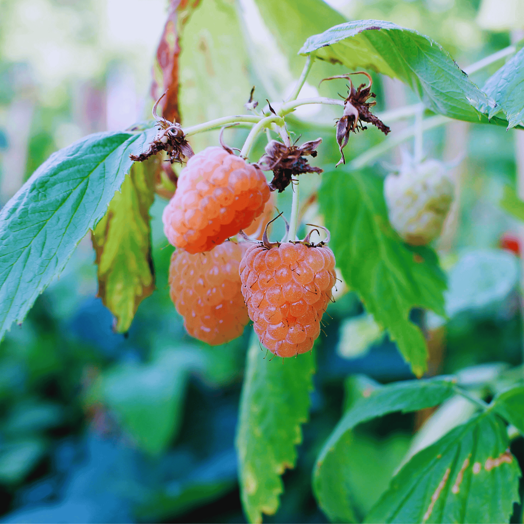 Golden Raspberry Vs Regular Raspberry All Gold Raspberry