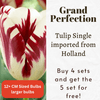Grand Perfection Tulip Bulbs