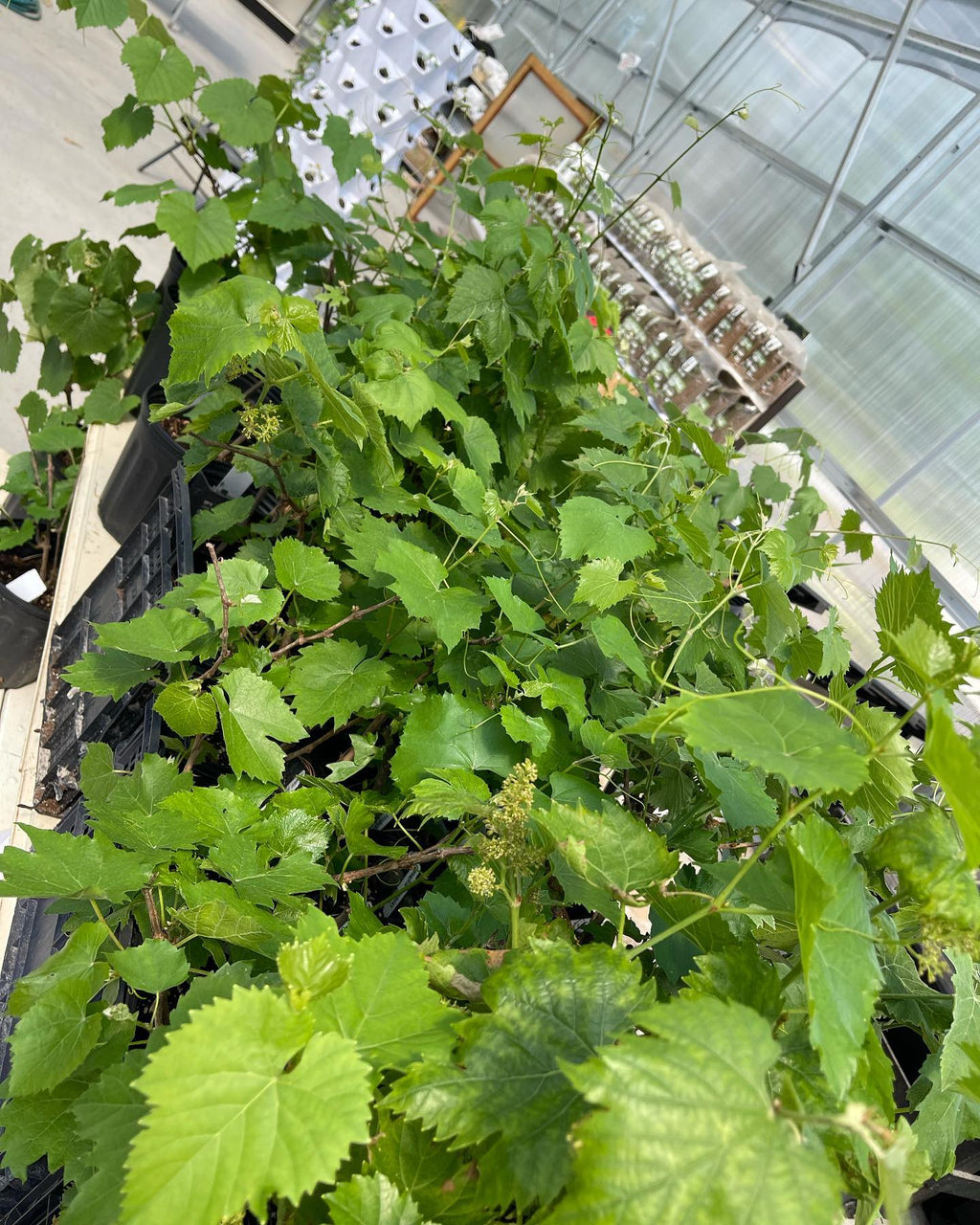 Bunch of red Einset grapes hanging from a vine with green leaves.