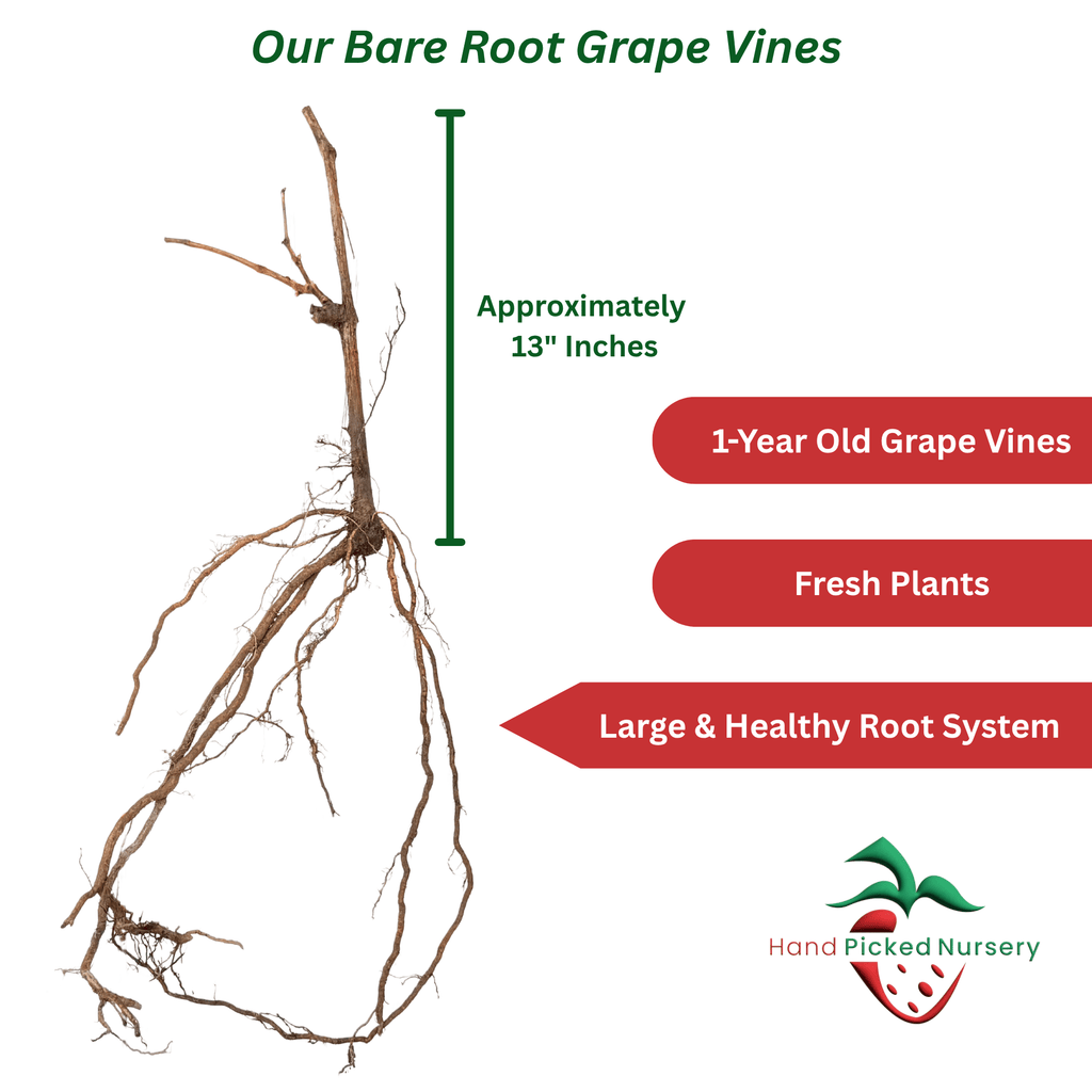 Himrod Grape Vine for Sale