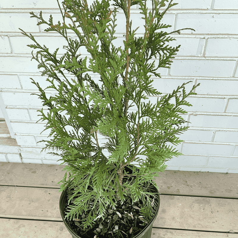 Green Giant Arborvitae Plant