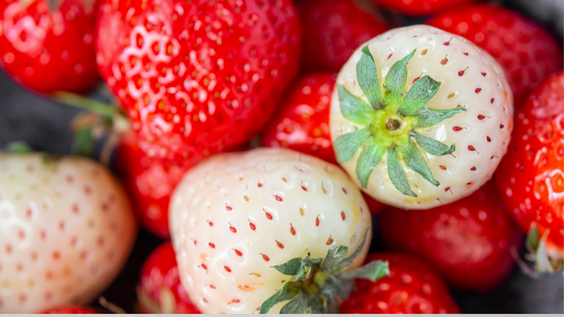 white strawberry with red seeds pineapple aroma codycross Pearl Strawberry Plants