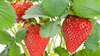 Strawberry Plant variety pack ( Honeoye, Sparkle, Seascape, Albion, San Andreas) 25 plants total