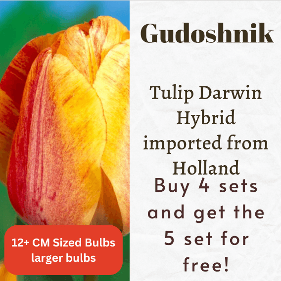Gudoshnik Tulip Darwin Hybrid Bulbs