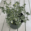 Hardy Gardenia Azalea plant