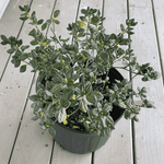 Hardy Gardenia Azalea plant