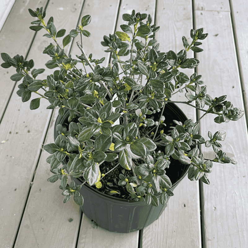 Hardy Gardenia Azalea plant