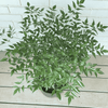 Heavenly Bamboo Nandina Plant
