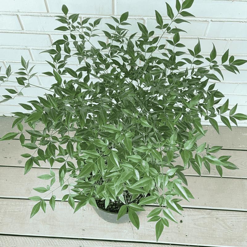 Heavenly Bamboo Nandina Plant