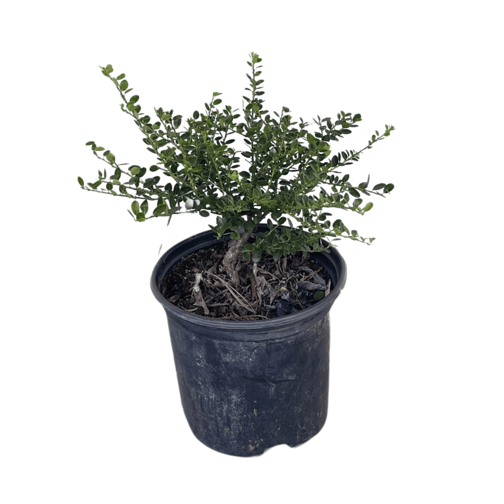 Helleri Japanese Holly 