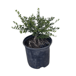 Helleri Japanese Holly 