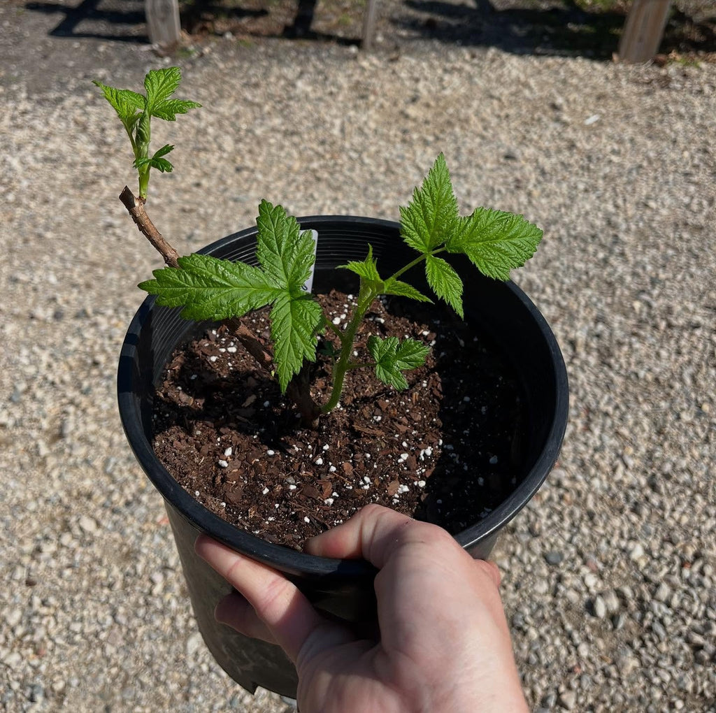 heritage red raspberry bareroot plant