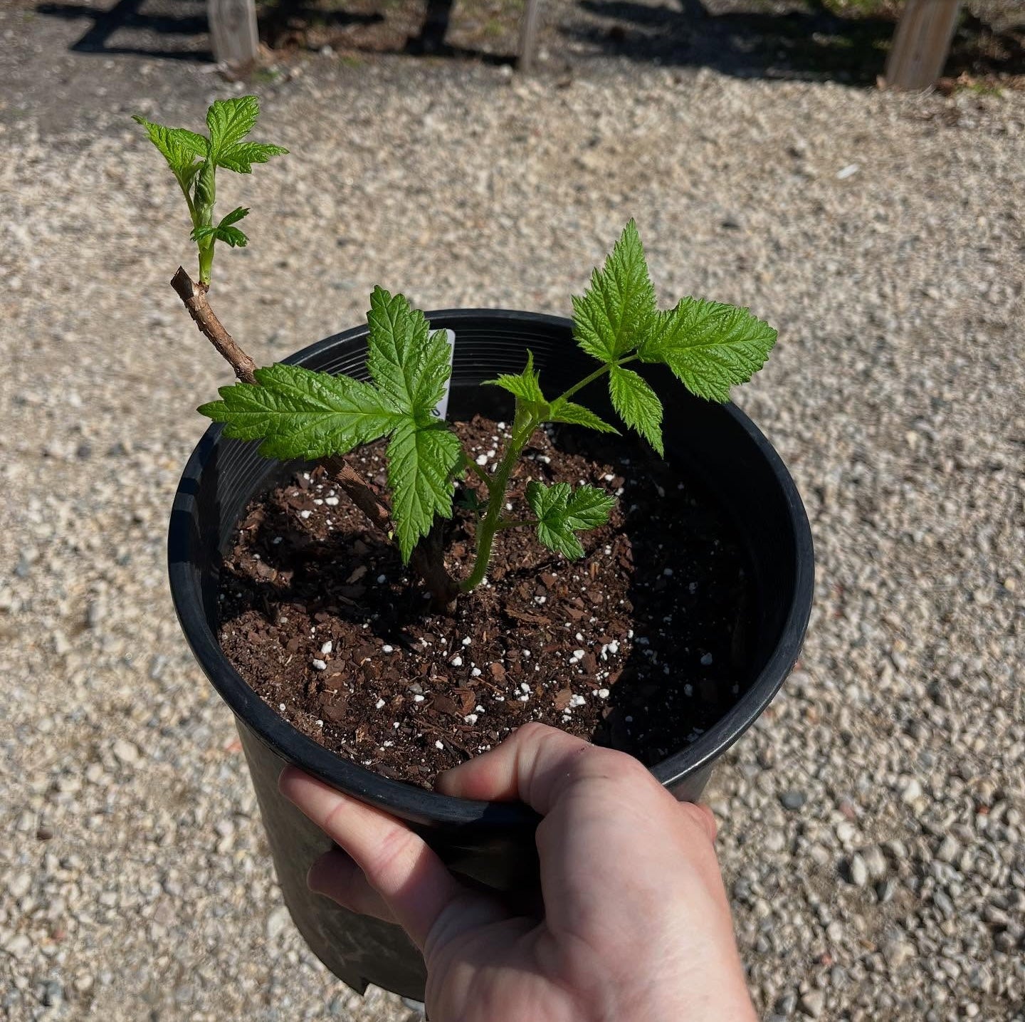 raspberry planting in pots Heritage Raspberry Plant