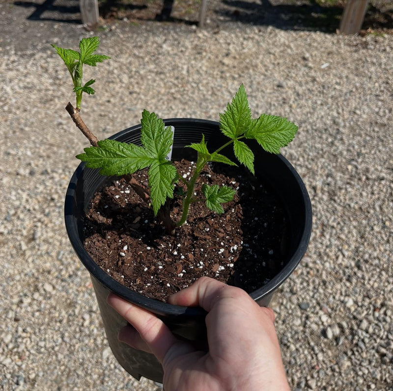 Zone 4 Raspberry Plants Heritage Raspberry Plant | Everbearing, Hardy, Sweet Flavor – Hand ...