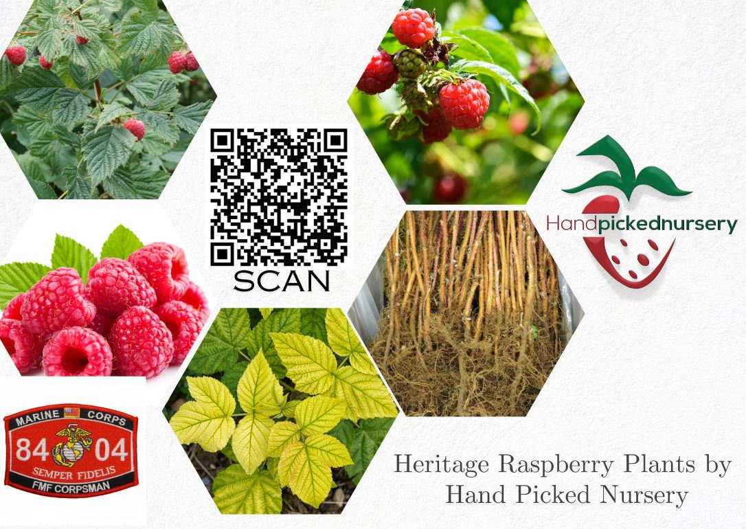 Gmo Raspberries 1 Gallon Potted Heritage Red Raspberry Plant - NON GMO - Buy 3 Get 1 F ...