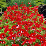 Premium Anemone Hollandia Bulbs - Large 8/10 cm - Vibrant Red Blooms for Stunning Spring Gardens | Easy to Grow & Perennial | Perfect for Borders, Beds & Containers