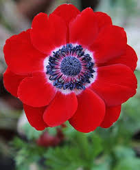 Premium Anemone Hollandia Bulbs - Large 8/10 cm - Vibrant Red Blooms for Stunning Spring Gardens | Easy to Grow & Perennial | Perfect for Borders, Beds & Containers