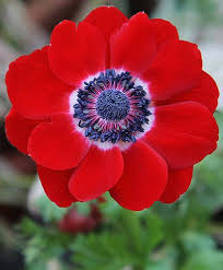 25 Anemone Bulbs Variety pack (5 each: Hollandia, Mr. Fokker, Sylphide, Bride, Bicolor)