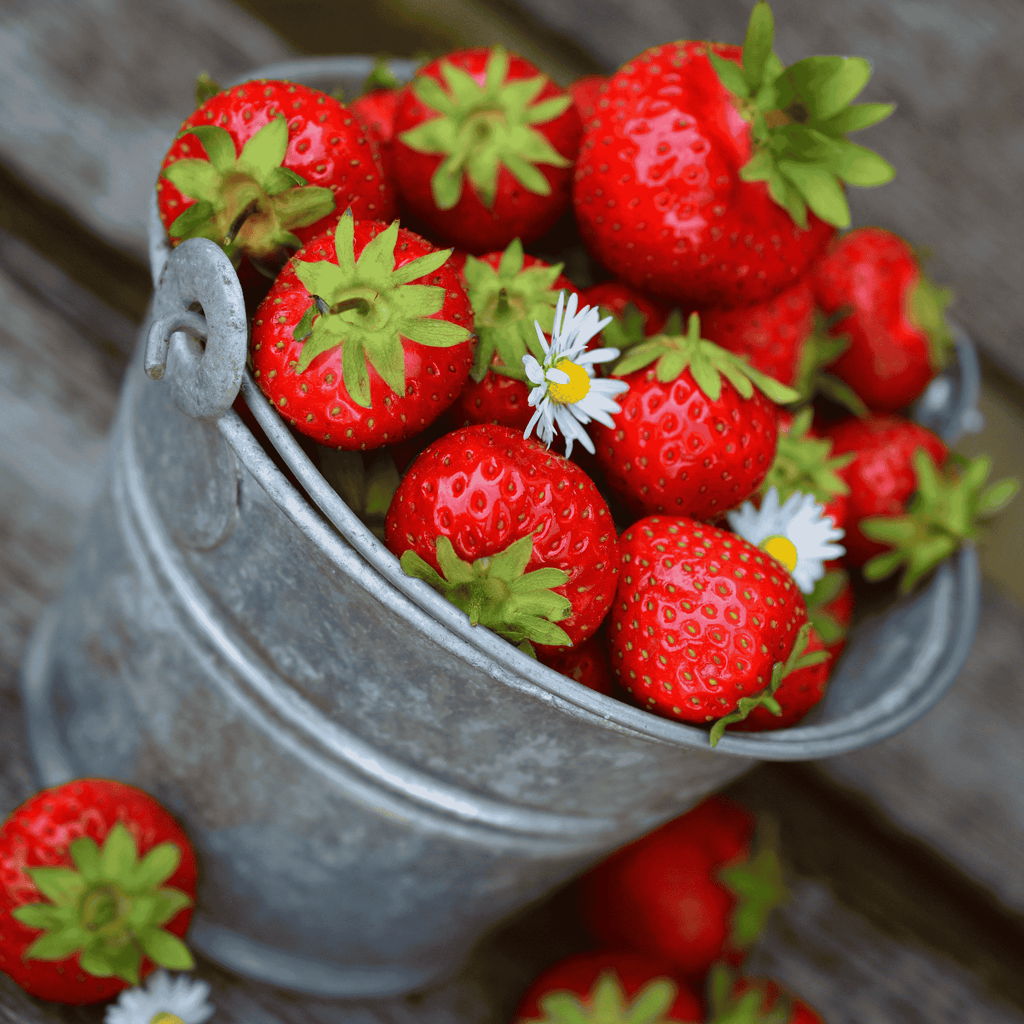 Honeoye strawberry bareroot plants